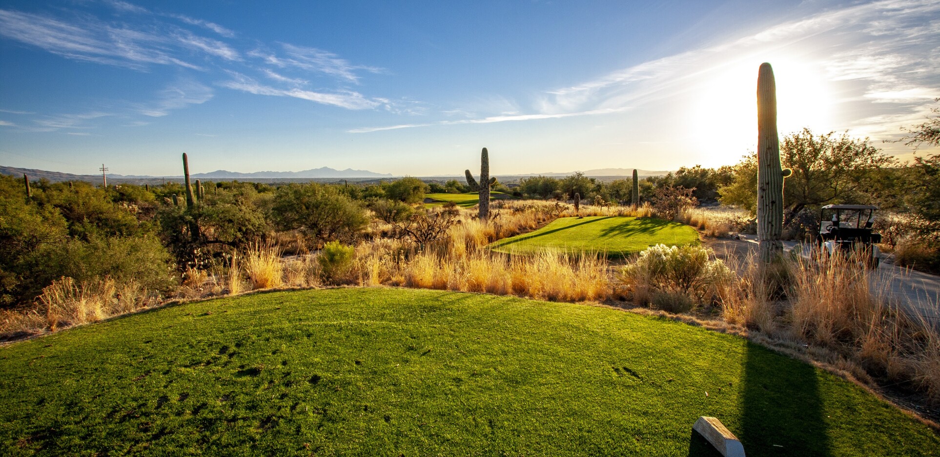 Cacti on golf course 
