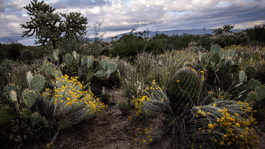 Golf course with foliage in brush